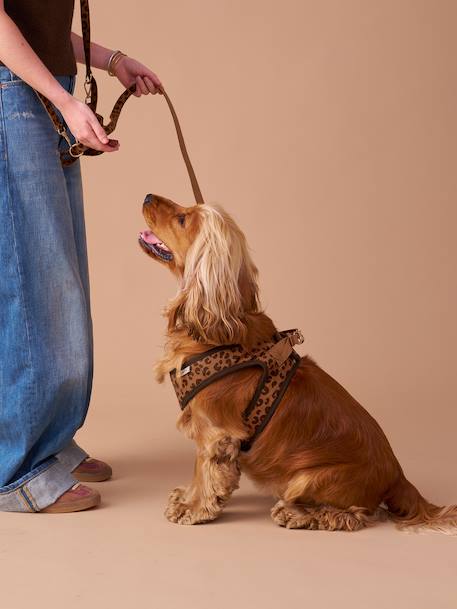 Dog Walking Set: Harness + Lead + Collar coffee - vertbaudet enfant 