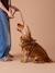Dog Walking Set: Harness + Lead + Collar coffee - vertbaudet enfant 