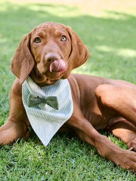 Striped cotton dog bandana sage green - vertbaudet enfant 