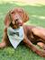 Striped cotton dog bandana sage green - vertbaudet enfant 