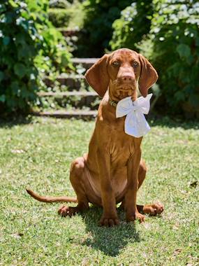 -Noeud coton broderie animal
