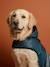 Waterproof dog coat slate blue - vertbaudet enfant 
