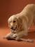 Pack of dog toys hazel - vertbaudet enfant 