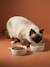 Set of 2 Ceramic Cat Bowls, FAMILY ecru+printed white - vertbaudet enfant 
