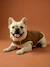 Dog rain coat caramel - vertbaudet enfant 