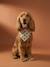 Cotton dog bandana chequered beige+printed brown+printed white - vertbaudet enfant 