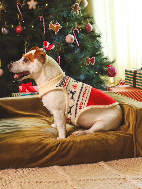 Christmas jumper for dogs FAMILY red - vertbaudet enfant 