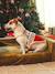 Christmas jumper for dogs FAMILY red - vertbaudet enfant 