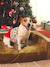 Pull de Noël pour chien rouge - vertbaudet enfant 