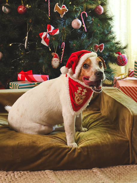 Bandana collar + Christmas beanie for dog FAMILY red - vertbaudet enfant 