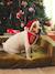 Bandana collar + Christmas beanie for dog FAMILY red - vertbaudet enfant 
