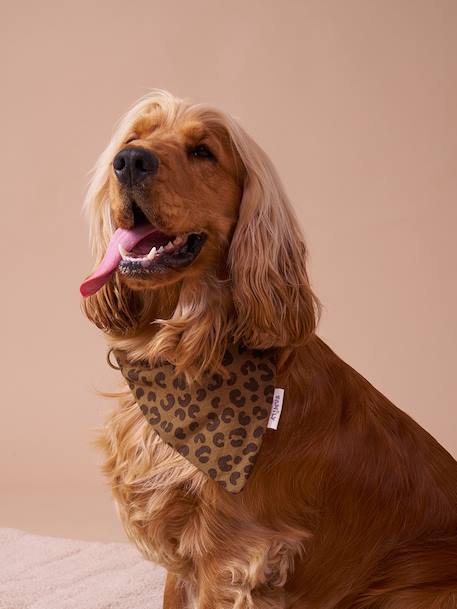 Collier bandana pour chien marron imprimé - vertbaudet enfant 