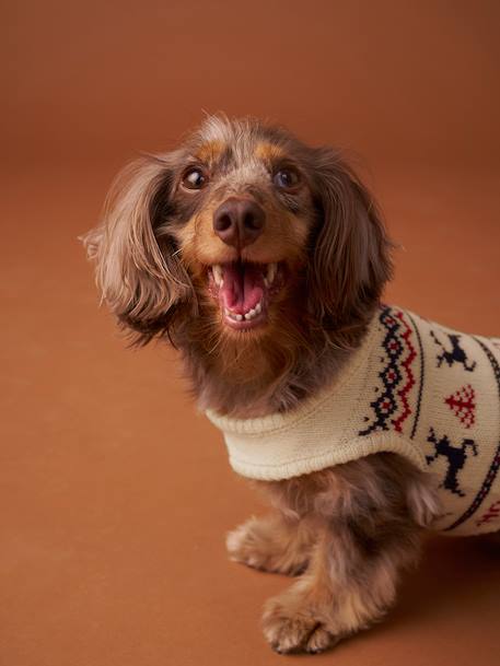 Christmas jumper for dogs FAMILY red - vertbaudet enfant 