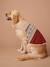 Christmas jumper for dogs FAMILY red - vertbaudet enfant 
