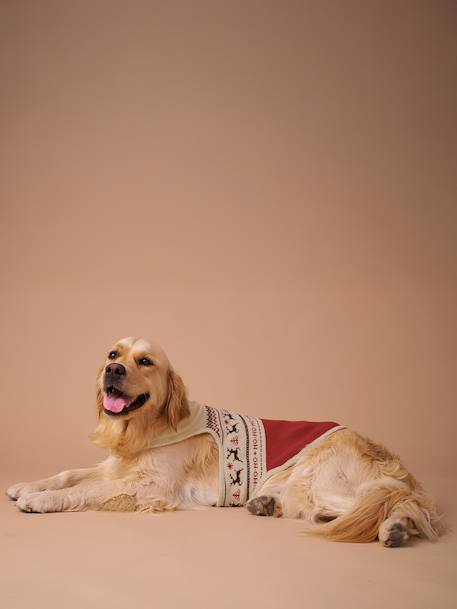 Christmas jumper for dogs FAMILY red - vertbaudet enfant 