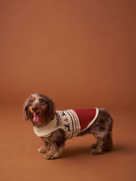 Christmas jumper for dogs FAMILY red - vertbaudet enfant 
