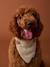Dog bandana collar FAMILY ecru - vertbaudet enfant 