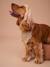 Checkered bandana collar for dogs FAMILY chequered brown - vertbaudet enfant 