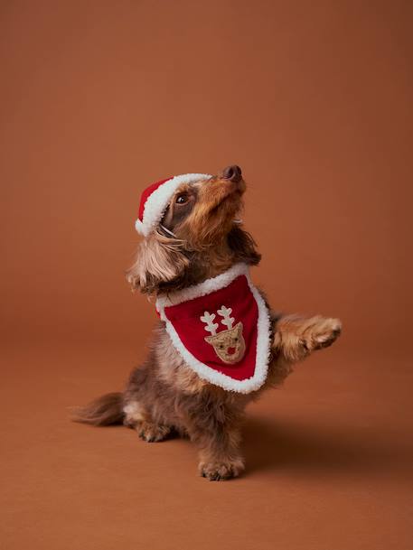 Bandana collar + Christmas beanie for dog FAMILY red - vertbaudet enfant 