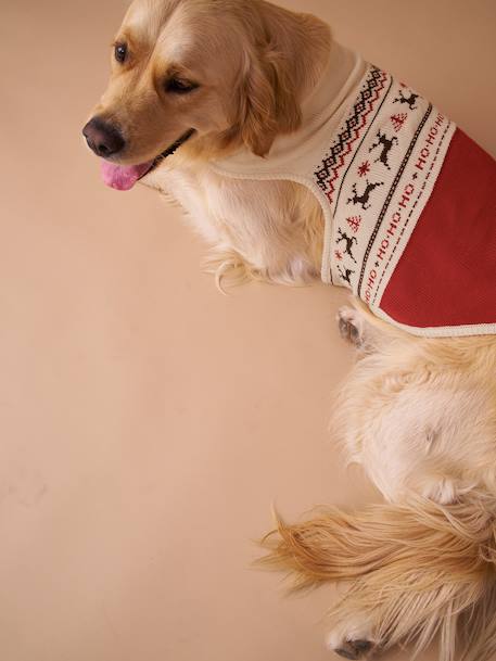 Christmas jumper for dogs FAMILY red - vertbaudet enfant 