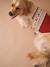 Christmas jumper for dogs FAMILY red - vertbaudet enfant 