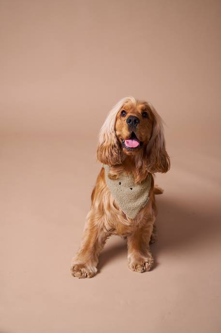 Dog bandana collar FAMILY ecru - vertbaudet enfant 
