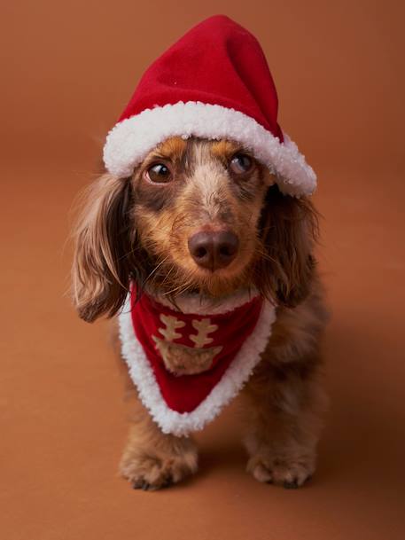 Bandana collar + Christmas beanie for dog FAMILY red - vertbaudet enfant 