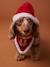 Bandana collar + Christmas beanie for dog FAMILY red - vertbaudet enfant 