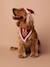 Collier bandana + bonnet de Noël pour chien rouge - vertbaudet enfant 