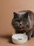 Set of 2 Ceramic Cat Bowls, FAMILY ecru+printed white - vertbaudet enfant 