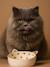Set of 2 Ceramic Cat Bowls, FAMILY ecru+printed white - vertbaudet enfant 